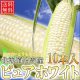 予約受付中！送料無料/北海道名寄産ピュアホワイト 10本入/生でも食べられます　８月下旬発送