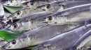 画像: 北海道太平洋産 トロ秋刀魚 １０尾入 特大サイズ