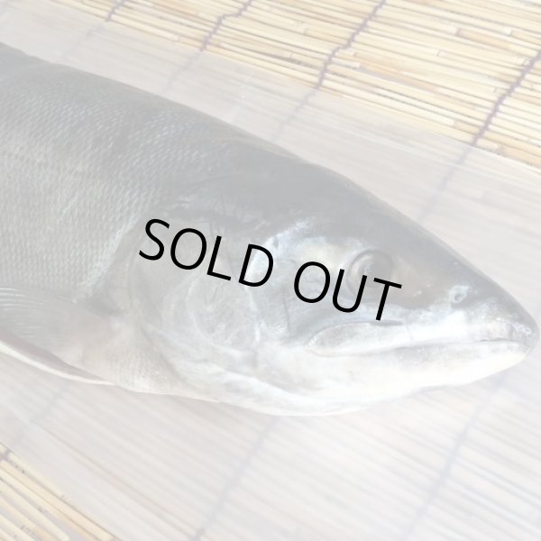 画像1: 【送料無料】オホーツク海枝幸産 新巻鮭 2.5kg/秋鮭 新物