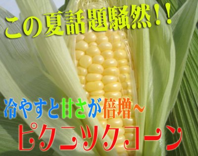 画像: 早くも収獲!!熊本産 ピクニックコーン♪