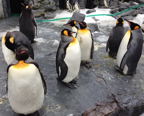 画像: 旭山動物園 ペンギン館♪