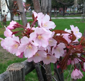 画像: 今頃ですが桜満開♪