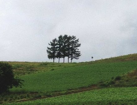 画像: 嵐の木（美瑛町）行ってきました