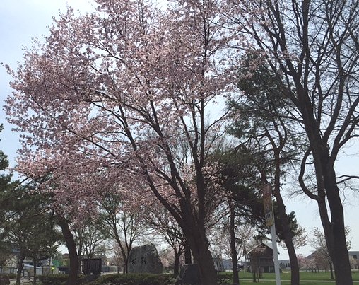 画像: サクラが咲きはじめました♪北海道名寄