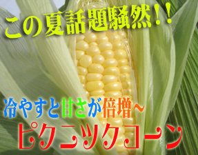 画像: 北海道で最速!ハウス栽培のピクニックコーン発送開始