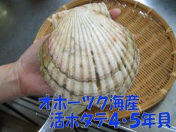 画像: オホーツク海猿払産 活ホタテ貝4〜5年貝・約2kg