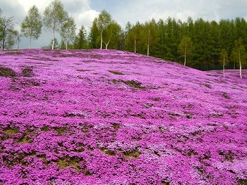 画像: 花見はまだまだ、、、