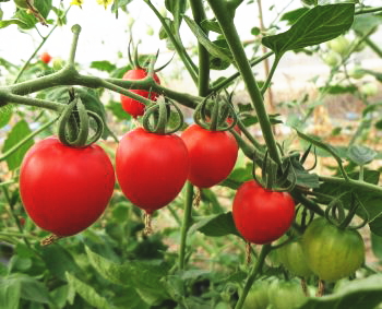 画像: トマトベリー初収穫♪