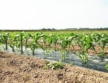 画像: トウモロコシ元気に育っています