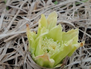 画像: ふきのとう（蕗の薹）