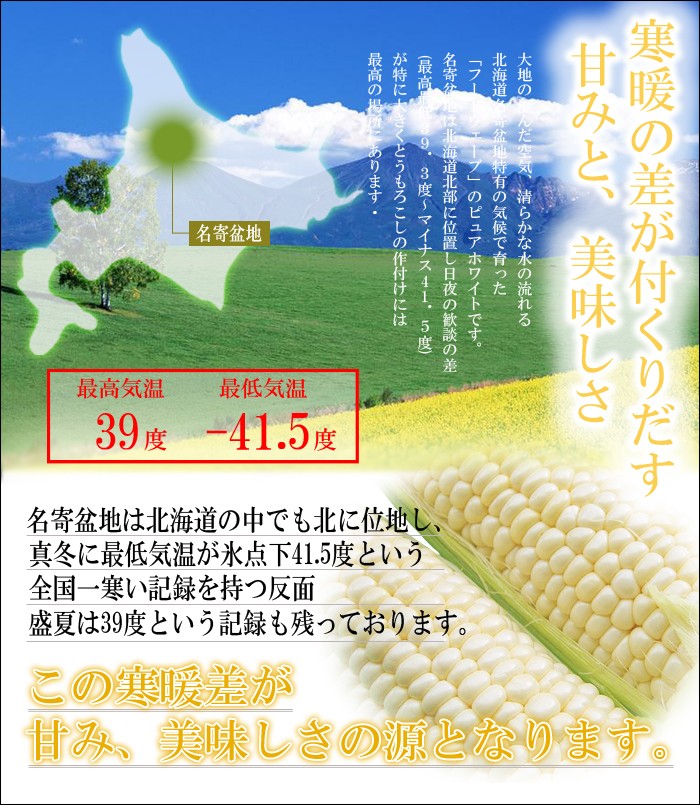 画像: まもなく終了/ 送料無料/北海道名寄産ピュアホワイト 10本入/生でも食べられます