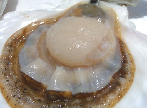画像: 北海道日本海臼谷産 殻付活帆立 4年貝4kg