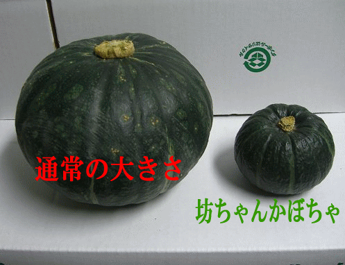 画像: 北海道産坊ちゃんかぼちゃ 8^11玉で3.5kg