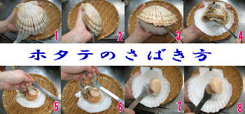 画像: 北海道日本海臼谷産 殻付活帆立 4年貝4kg
