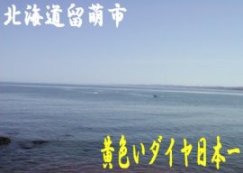 画像: 北海道留萌/井原水産謹製 味付け数の子御寿味付250g